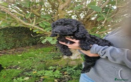 Cockapoo dogs for sale: VANASUZE SHOW TYPE F1b COCKAPOOS - Image 25