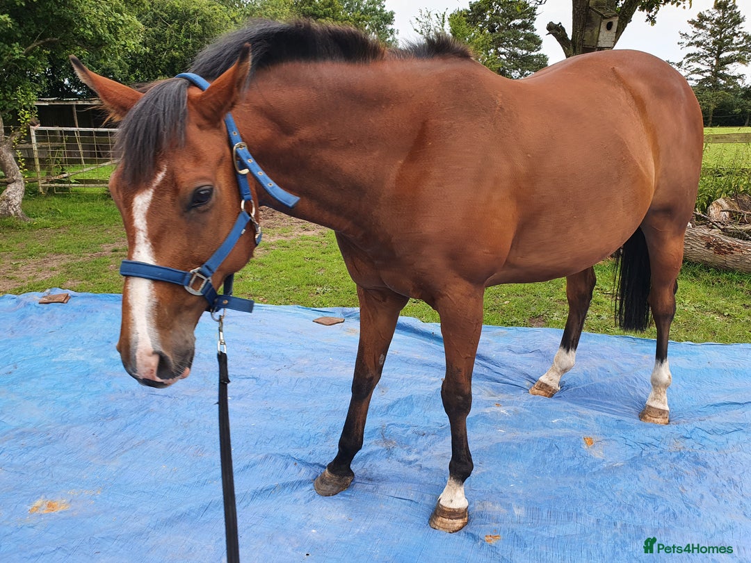 Other Breed horses for sale: 15.1 Welsh x thoroughbred  - Image 18