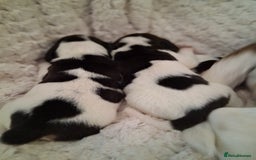 Beagle dogs for sale: KC Registered beagle puppies - Image 2