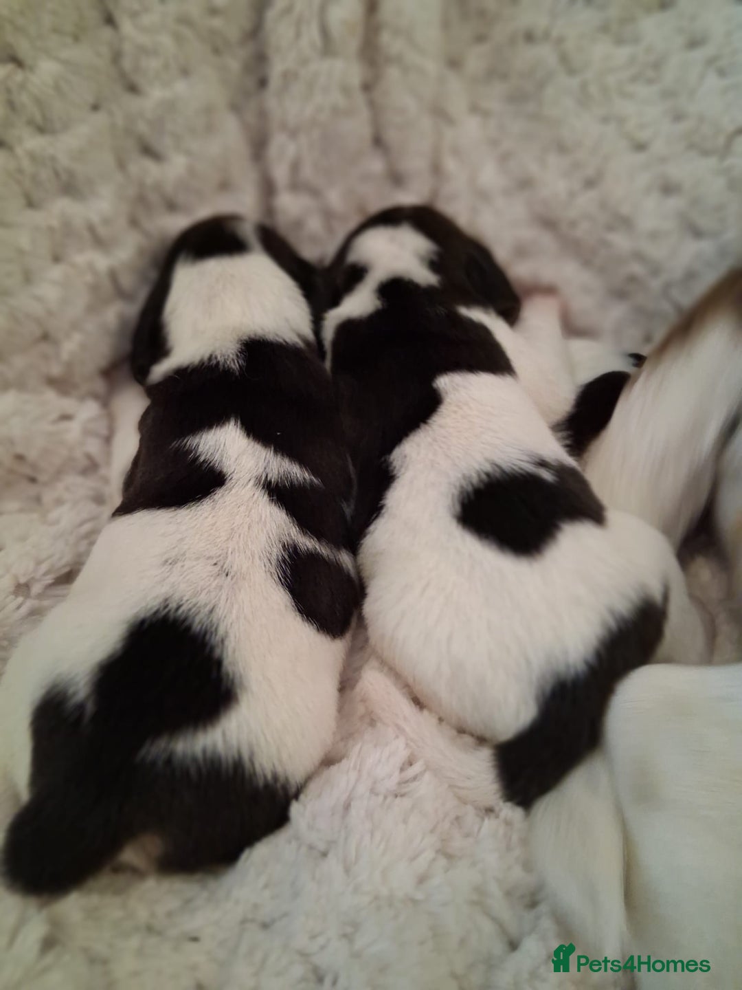 Beagle dogs for sale: KC Registered beagle puppies - Image 2