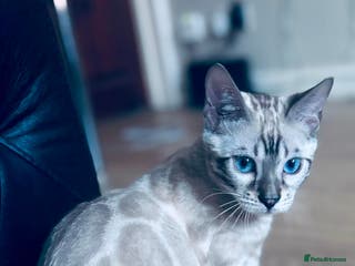 Bengal cats Import Bloodline Snow & Brown Clouded Bengals in Nelson - Advert 1