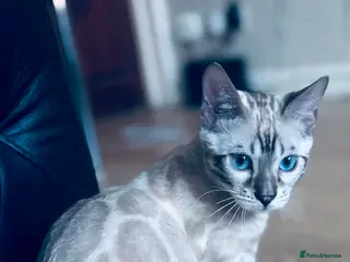 Bengal cats Import Bloodline Snow & Brown Clouded Bengals in Nelson - Advert 4