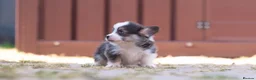 Welsh Corgi Pembroke dogs for sale: Show quality Pembrokeshire corgi READY NOW!!! - Advert 19