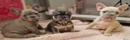 French Bulldog dogs for stud: Lilac Fawn carrying tan, testable choc and fluffy in Motherwell - Advert 9