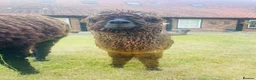 Alpaca livestock for sale: 4 female alpacas looking for good home together  in Norwich - Advert 3