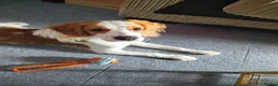 Cockapoo dogs for sale: Male, 6 months old Cockapoo named Max in Great Yarmouth - Advert 1