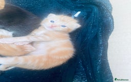 Bengal cats for sale: Kittens for sale  - Image 15