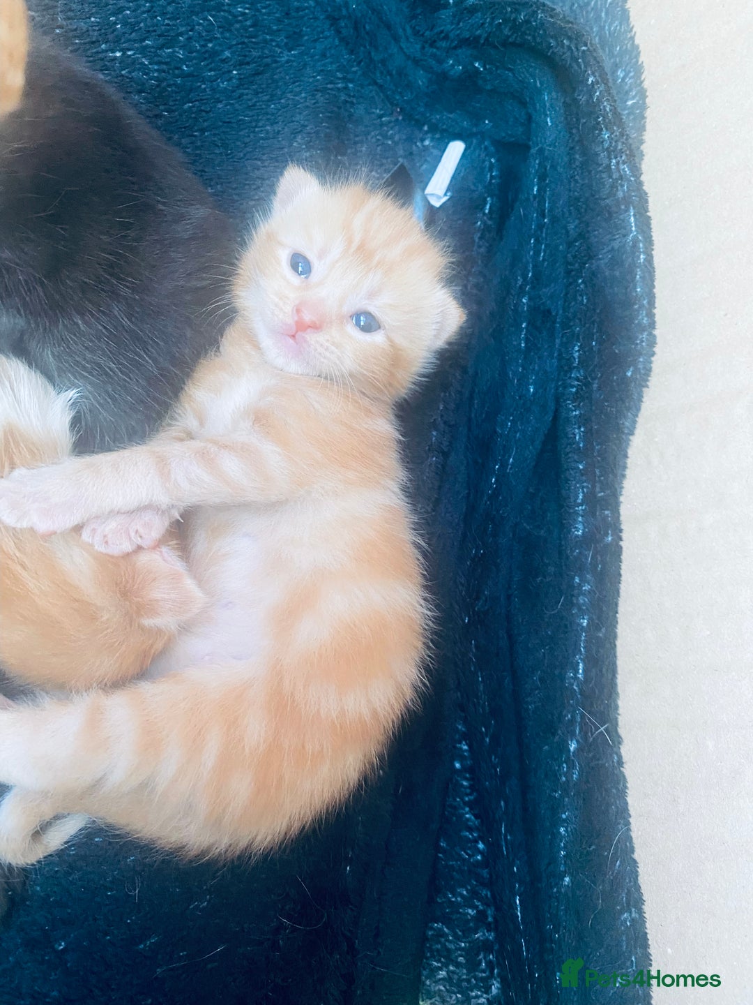 Bengal cats for sale: Kittens for sale  - Image 15
