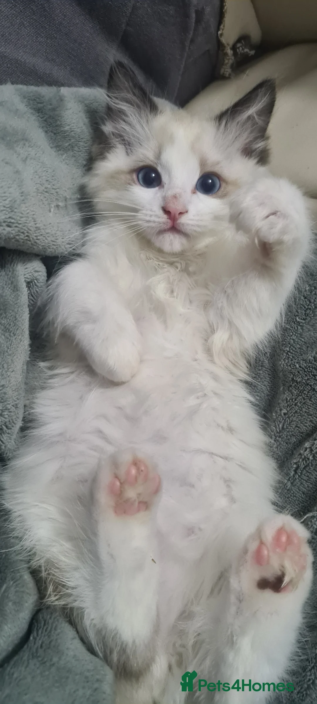 Ragdoll cats for sale: Ragdoll Boy Looking for Loving Home. - Advert 10