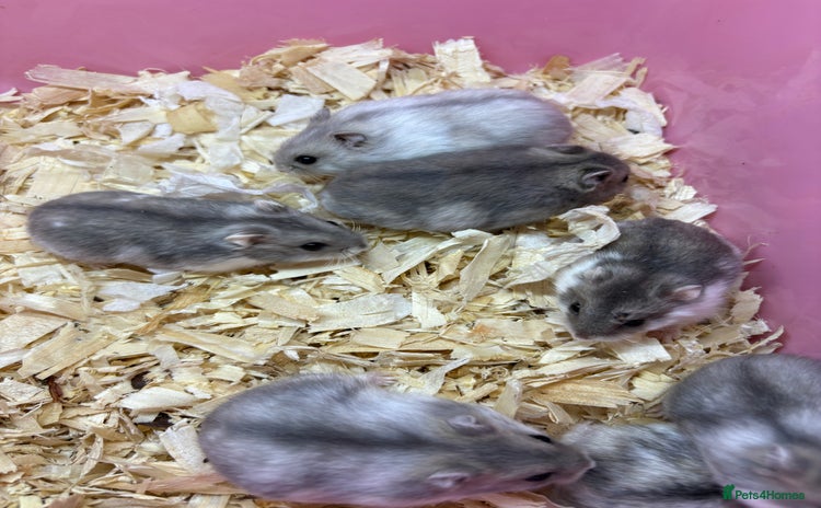 Hamster rodents - Advert 1