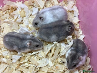 Hamster rodents - Advert 3