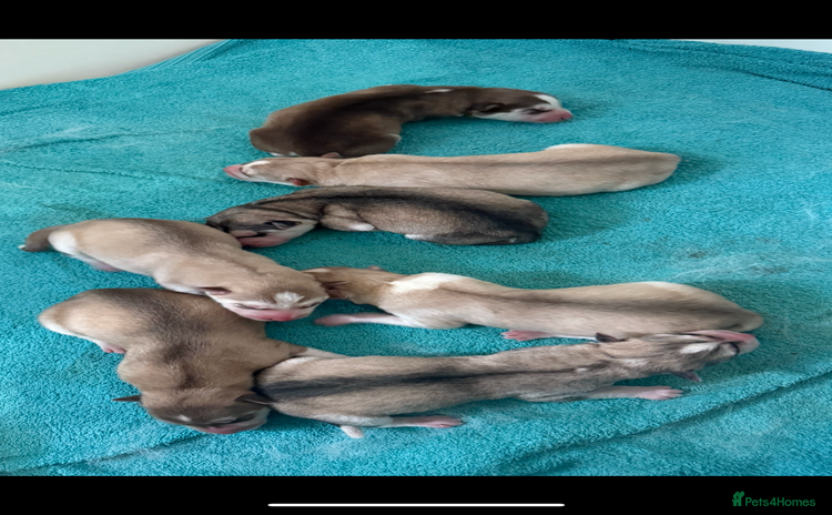 Siberian Husky dogs - Advert 16