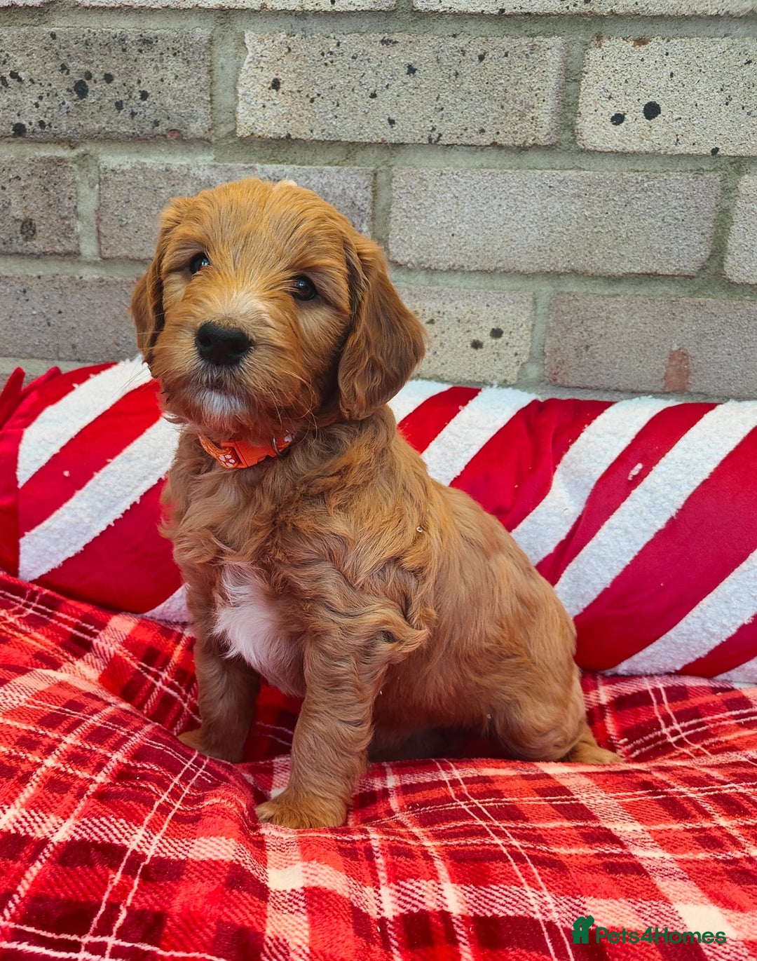 Mini Goldendoodle dogs for sale: *REDUCED* Adorable Red & Apricot Goldendoodles - Advert 2