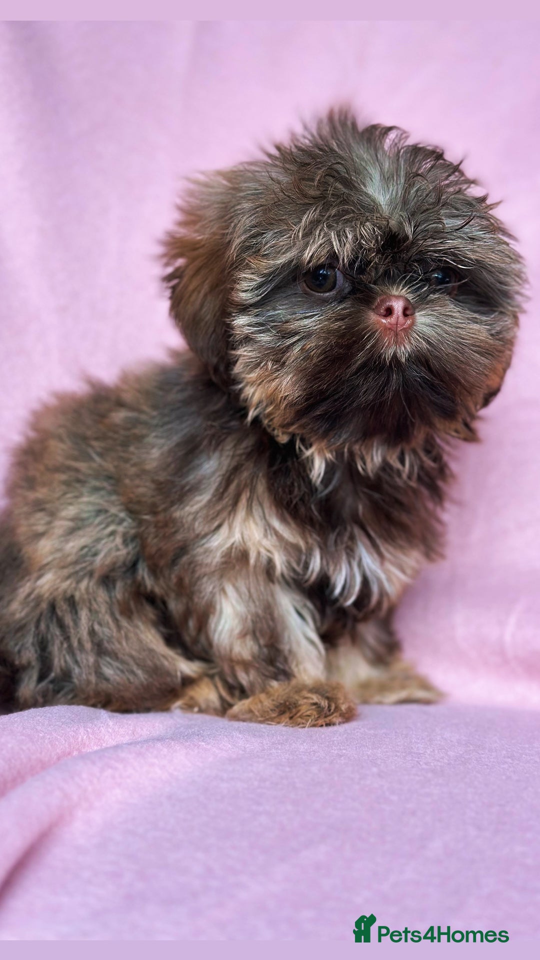 Shih Tzu dogs for sale: REDUCED LAST LITTLE BOY AVAILABLE  - Advert 4