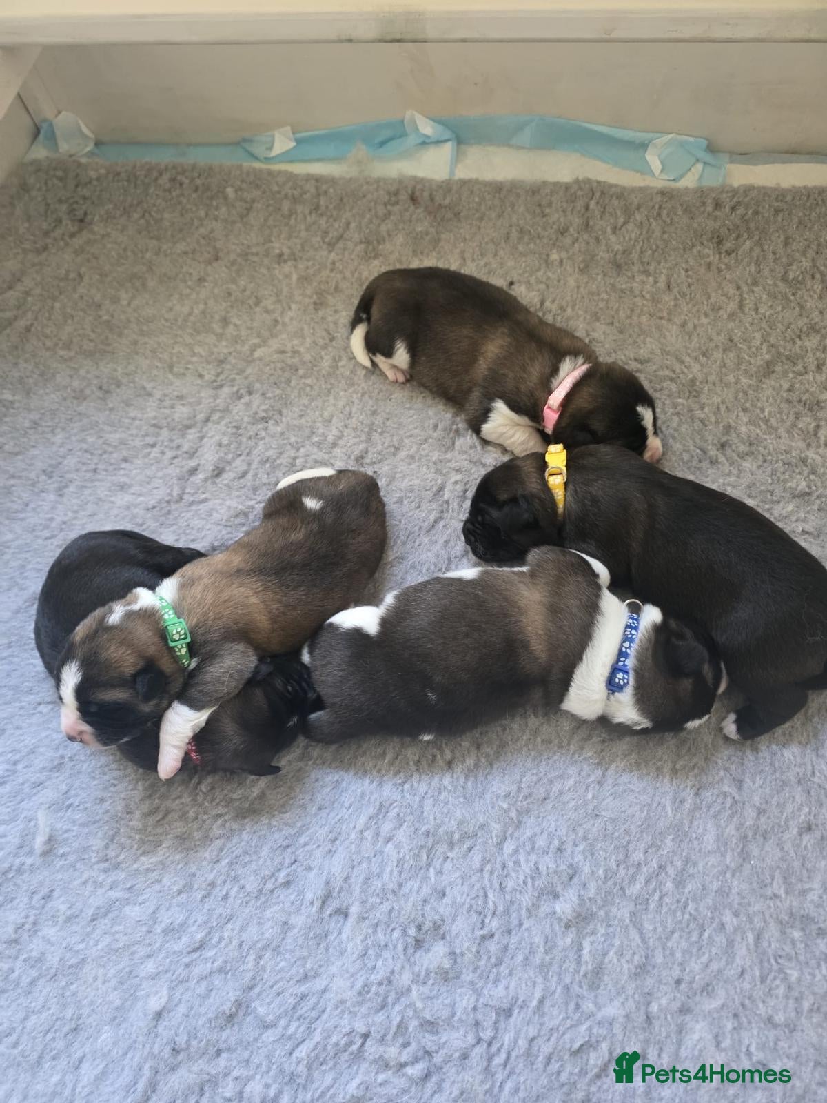 Mixed Breed dogs Beautiful saint bernard akita mix puppies - Advert 5