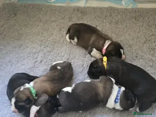 Mixed Breed dogs Beautiful saint bernard akita mix puppies - Advert 21