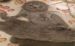 British Shorthair cats for sale: ✨ GCCF Registered British Shorthair Kittens ✨ - Image 13