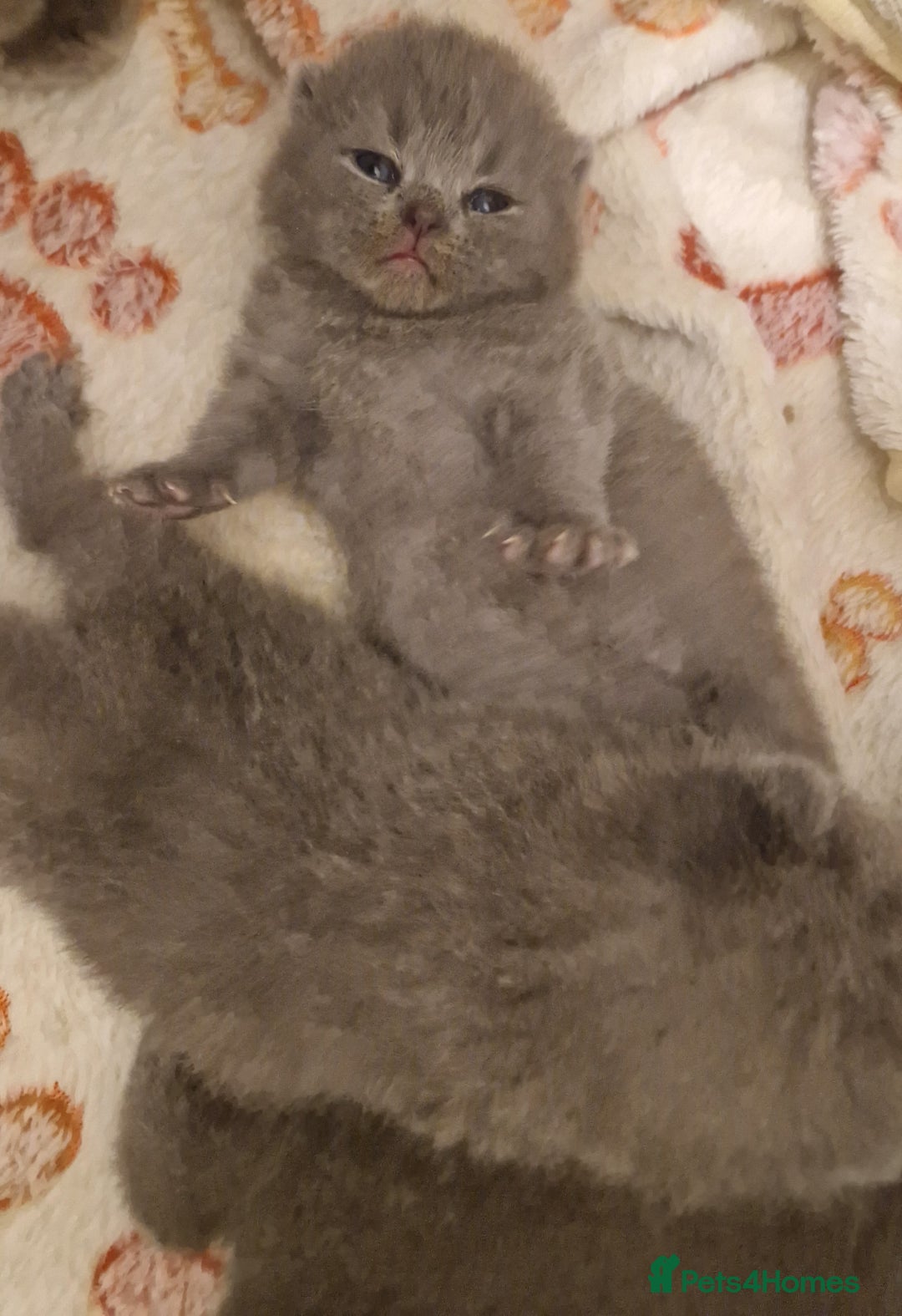 British Shorthair cats for sale: ✨ GCCF Registered British Shorthair Kittens ✨ - Image 13