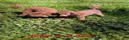 Miniature Poodle dogs for sale: EXCEPTIONAL DARK RED KC MINIATURE POODLE PUPPIES🐩 - Advert 5
