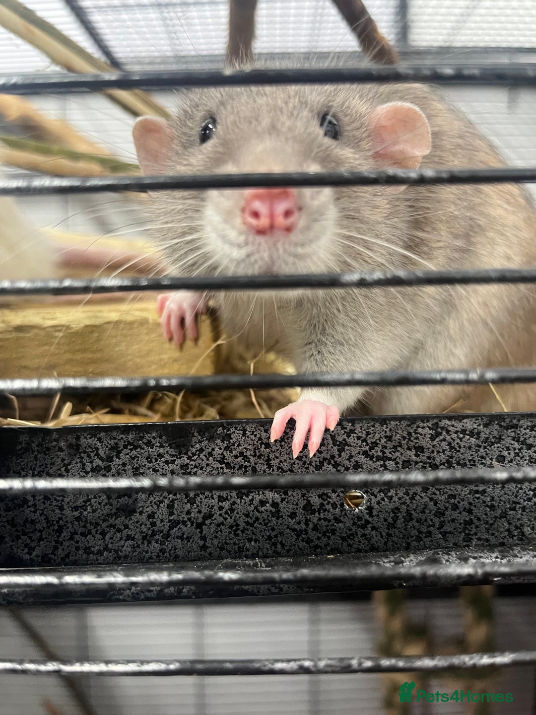 Rat rodents for sale: Two male rats  - Image 2