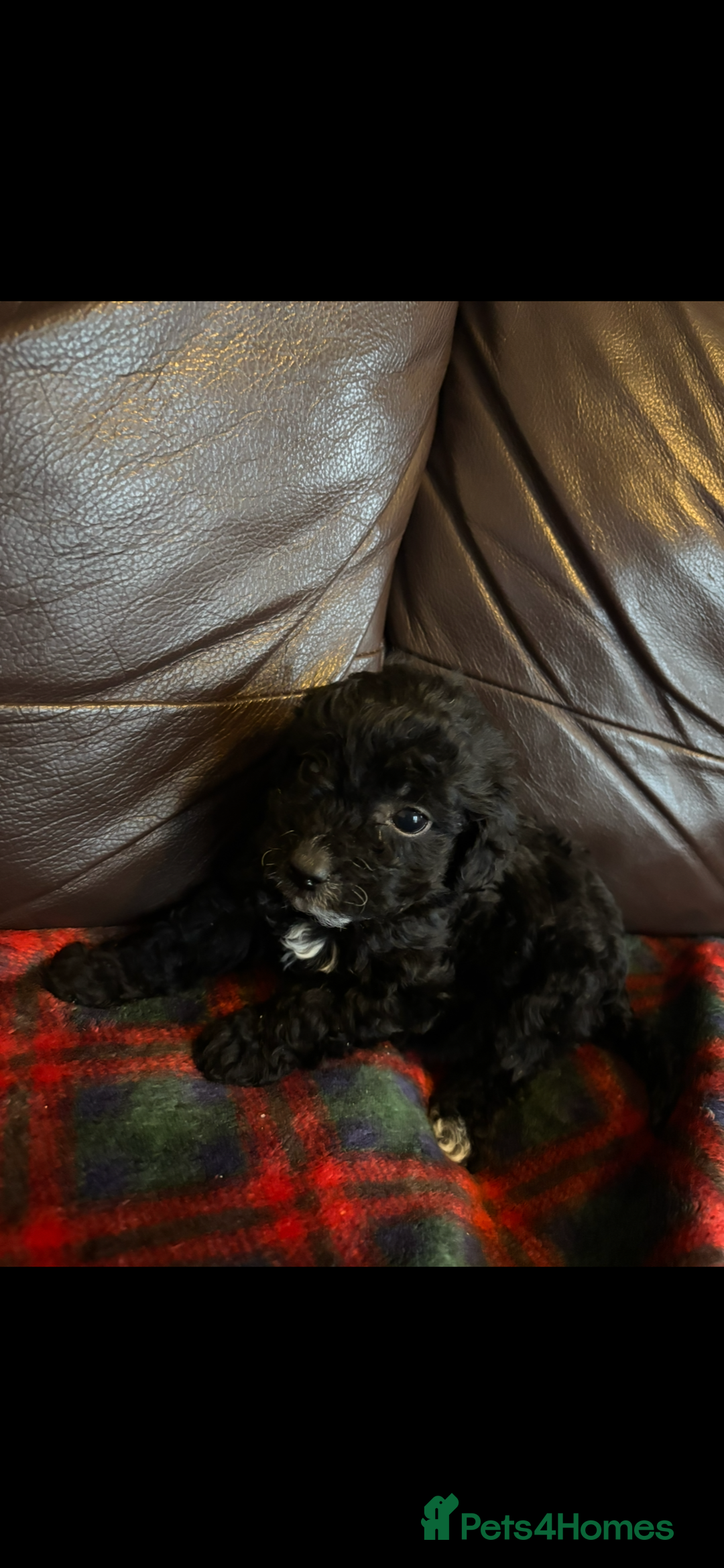 Cockapoo dogs for sale: 1 boy puppy left ready now! - Advert 3