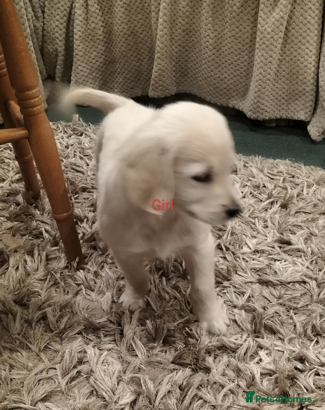 Golden Retriever dogs for sale: GOLDEN RETRIEVER PUPS - Advert 34