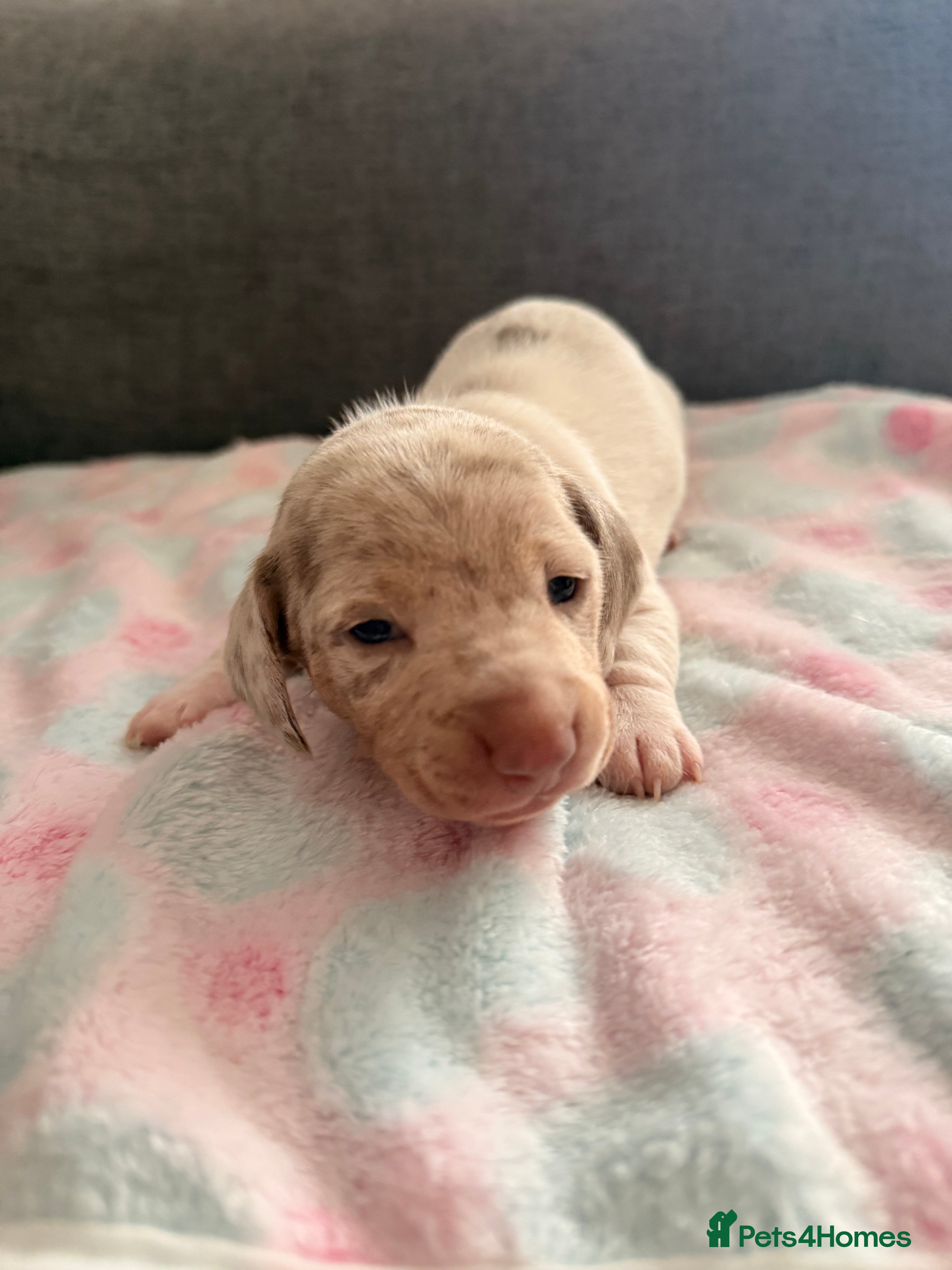 Miniature Dachshund dogs Beautiful Dachsund Puppies - Advert 1