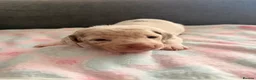 Miniature Dachshund dogs for sale: Beautiful Dachsund Puppies - Advert 2