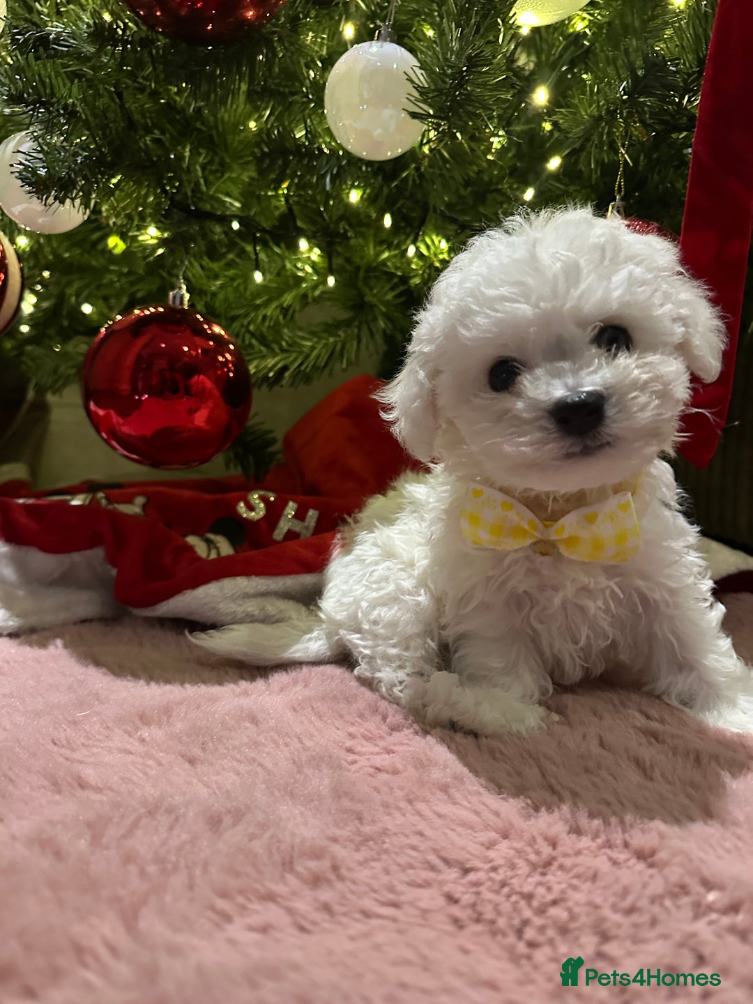 Bichon Frise dogs for sale: Pure Pedigree Champion Bloodline Bichon Frise  - Advert 10