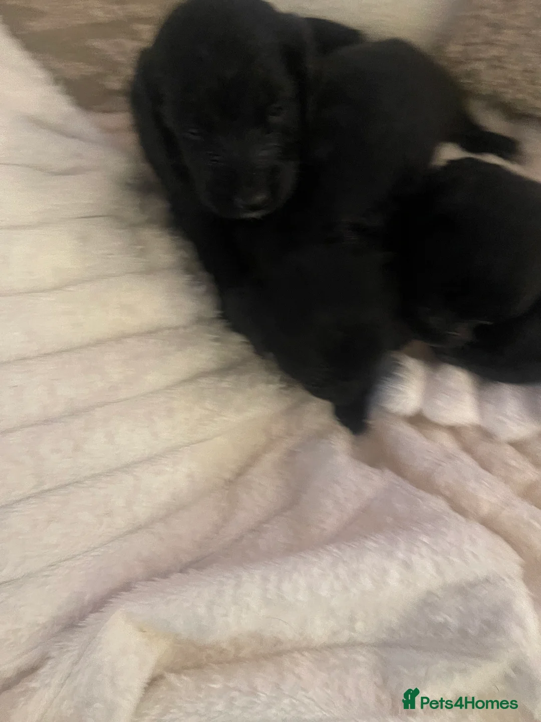 Mixed Breed dogs for sale: Gorgeous puppy’s  - Advert 8