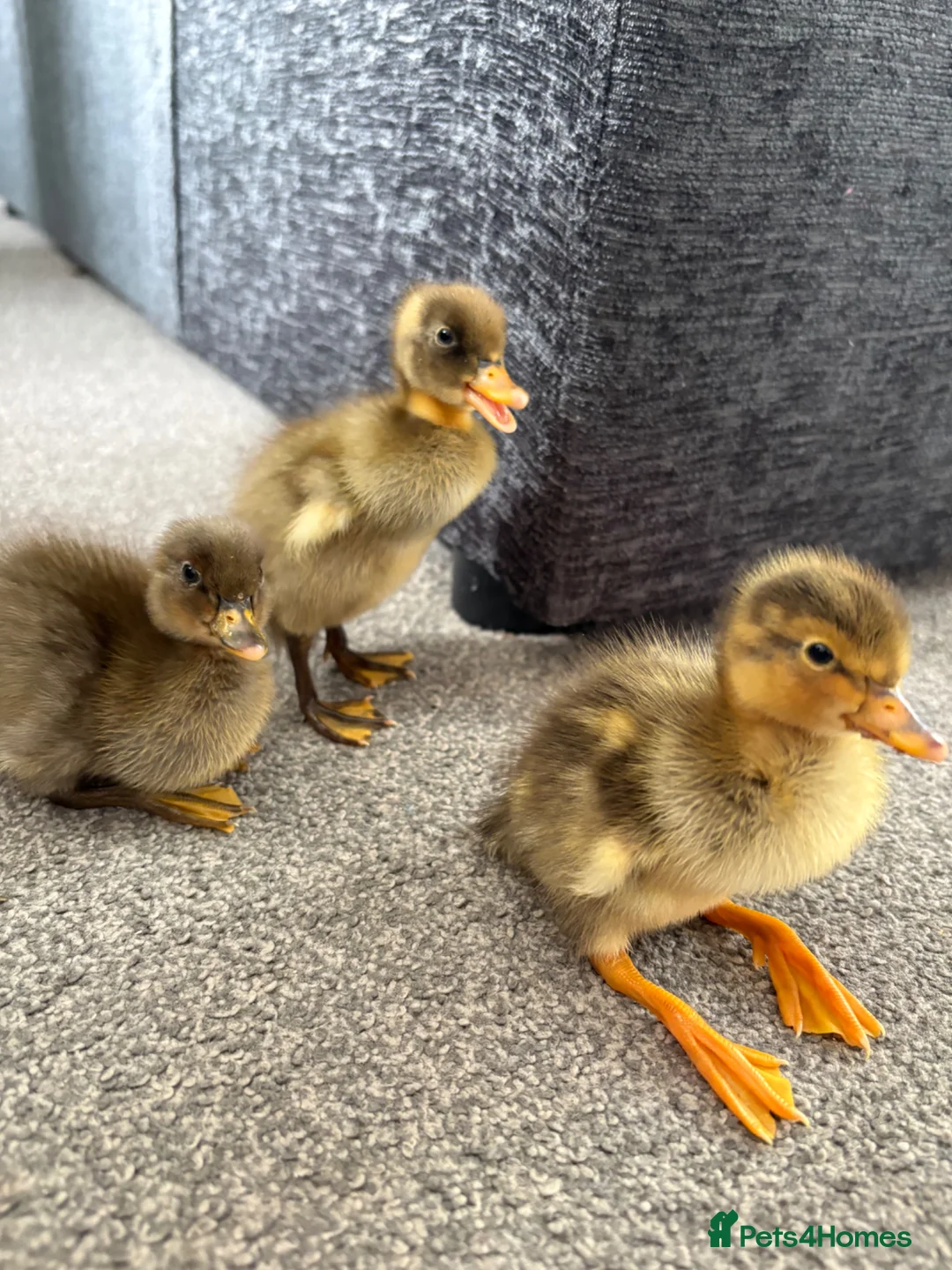 Ducks poultry for sale: X3 Indian runner ducklings READY NOW - Advert 2