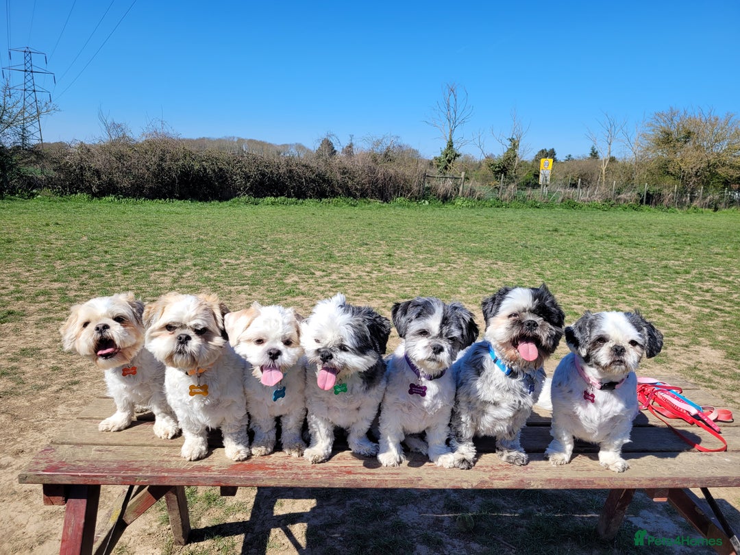 Shih Tzu dogs for sale: Beautiful Shih Tzu Puppies - Image 19
