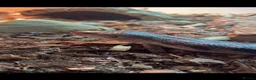 Skink reptiles for sale: Blue tongue skink - Advert 2