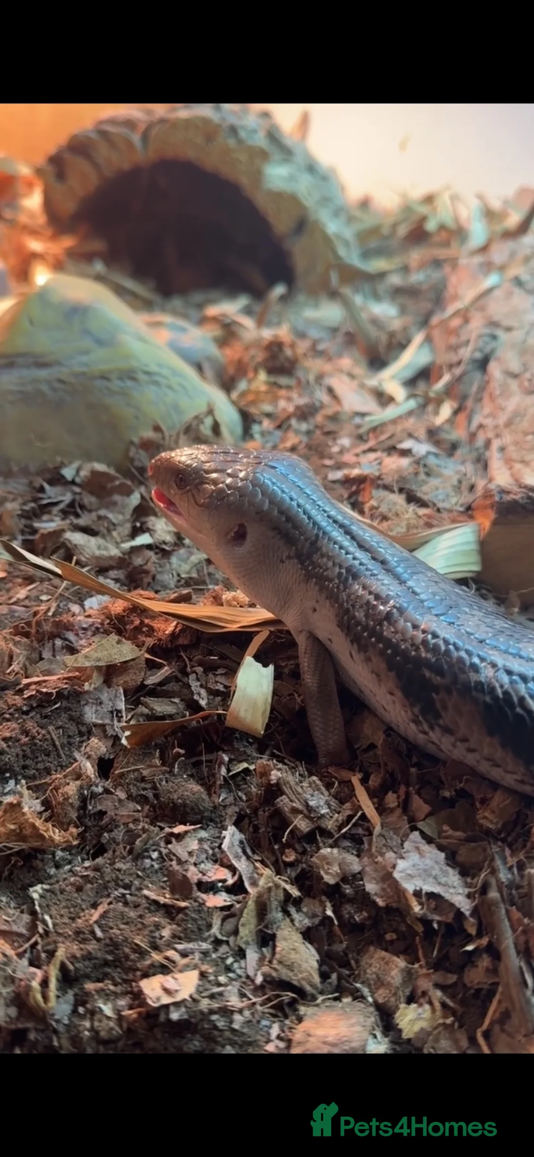 Skink reptiles for sale: Blue tongue skink - Advert 2