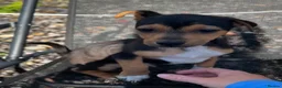 Jack Russell dogs for sale: Ready to leave  - Advert 13