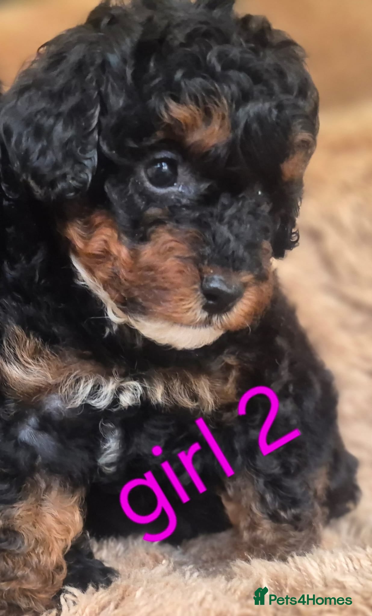 Toy Poodle dogs Toy poodle 🐩 kc registered mum and dad  - Advert 1