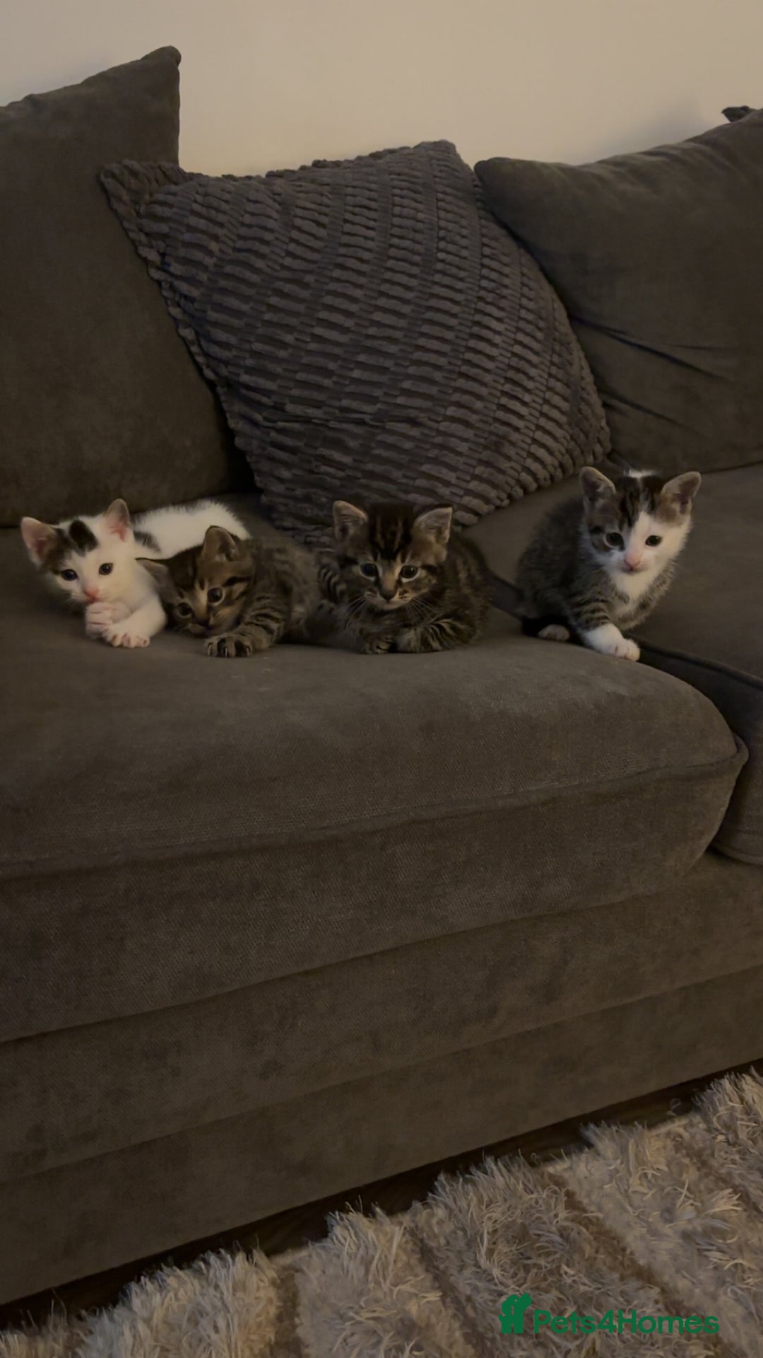 Mixed Breed cats for sale: Beautiful patched tabbies looking for homes  - Image 3