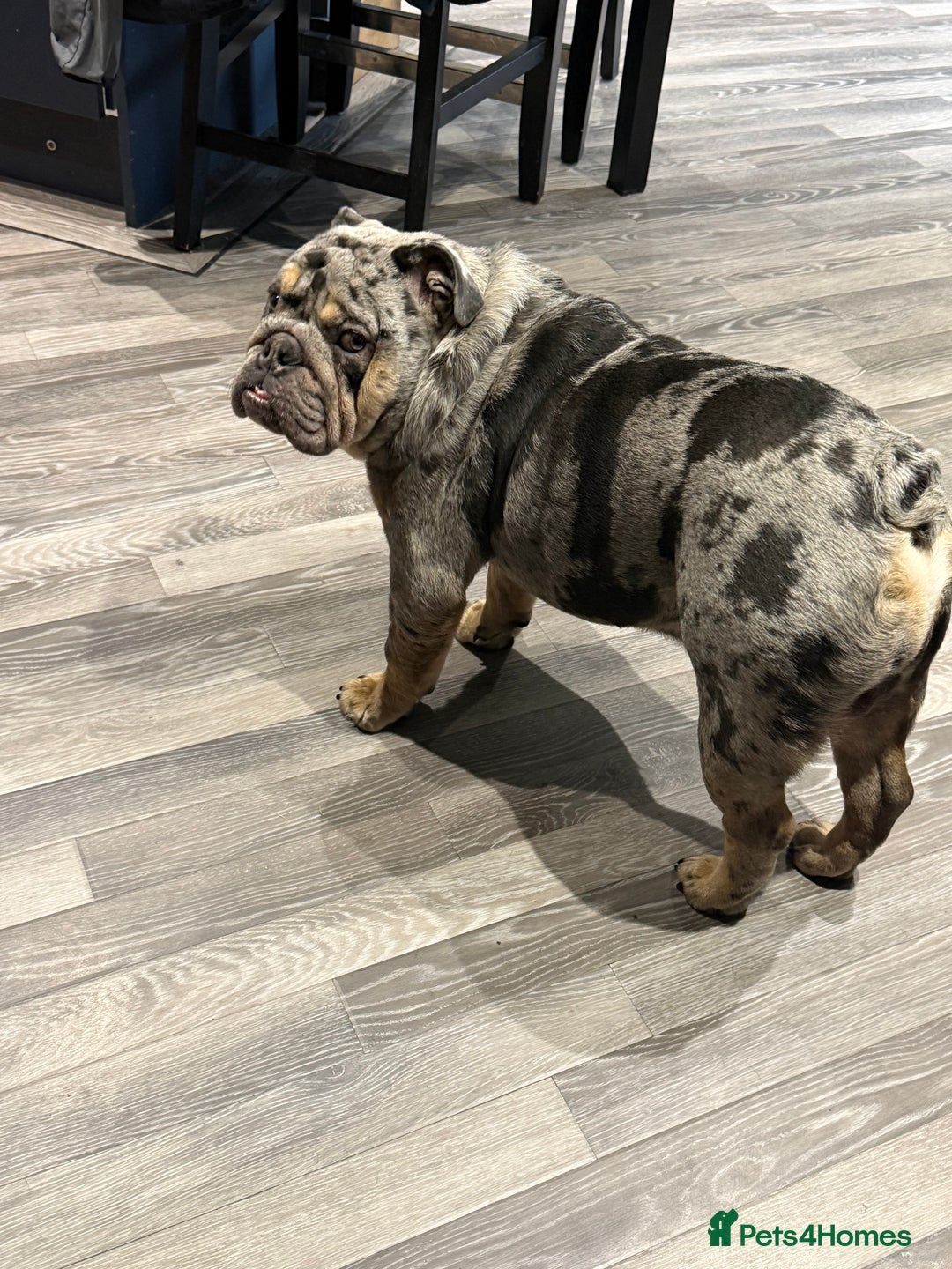 English Bulldog dogs for sale: 10 month old male merle english bulldog for sale  - Advert 9