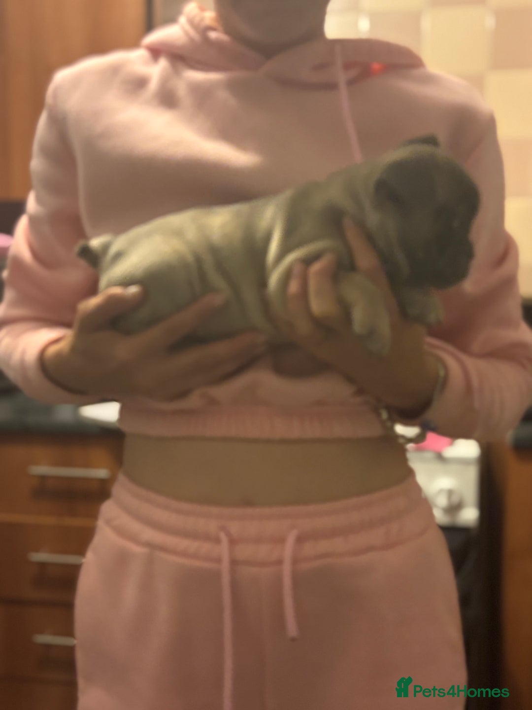 Mixed Breed dogs for sale: French bulldog x British bulldog  - Image 8