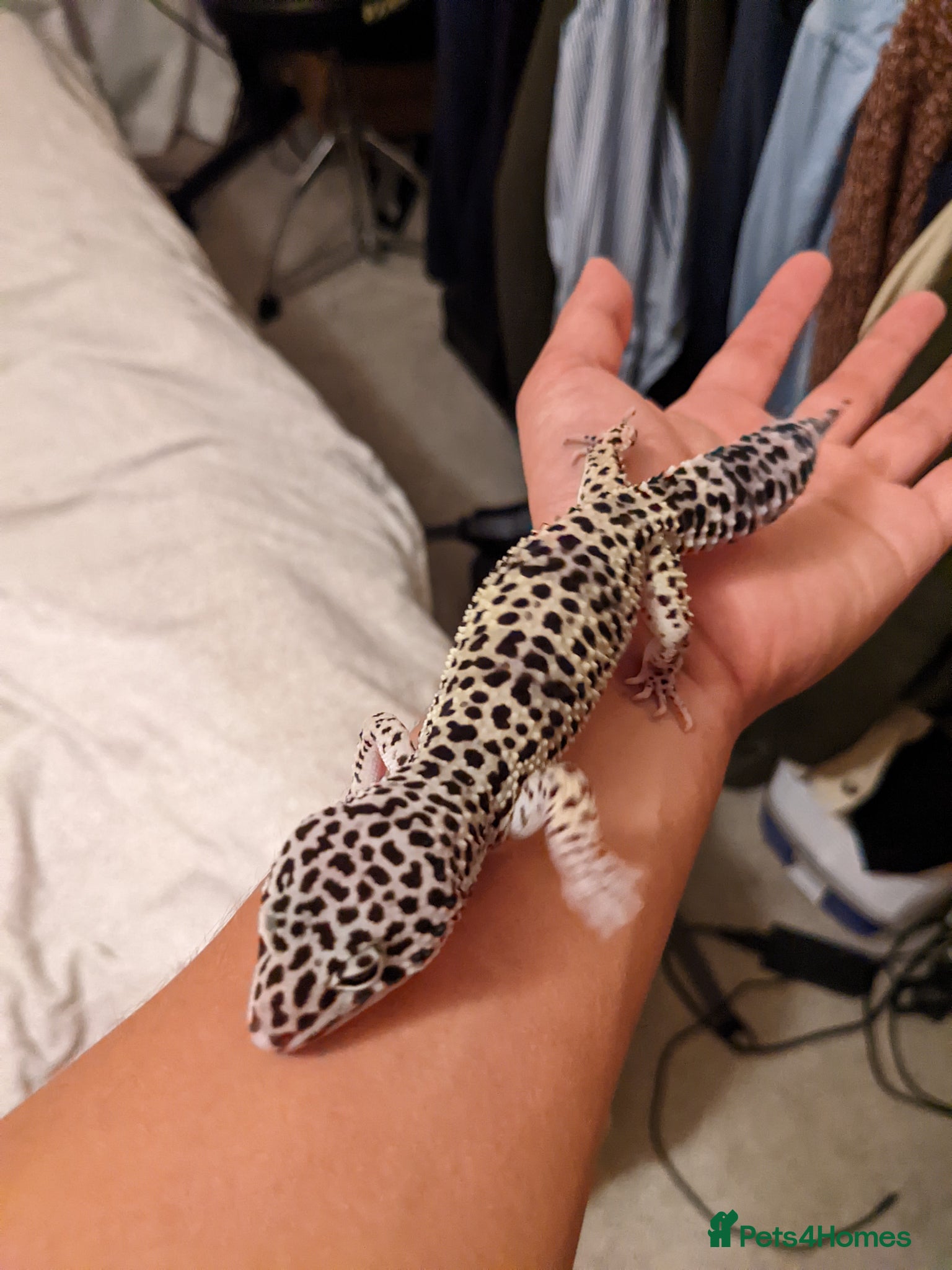 Leopard Gecko reptiles Leopard Gecko Giveaway - looking for a new home - Advert 1