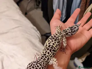 Leopard Gecko reptiles Leopard Gecko Giveaway - looking for a new home - Advert 1