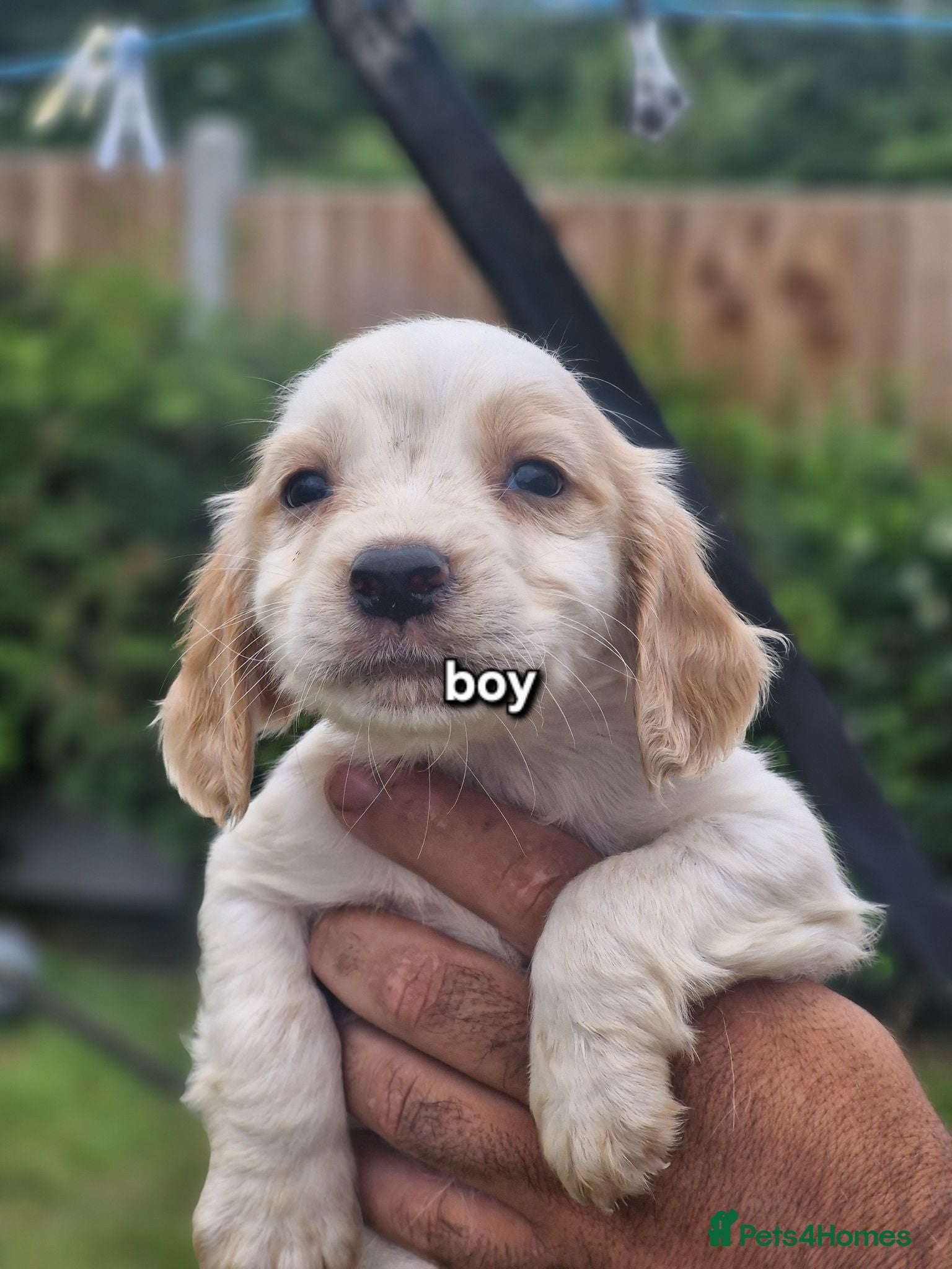 Cocker Spaniel dogs Cocker spaniel  - Advert 1
