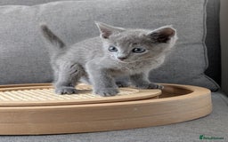 Russian Blue cats for sale: Russian blue babies looking for FOREVER homes - Image 22
