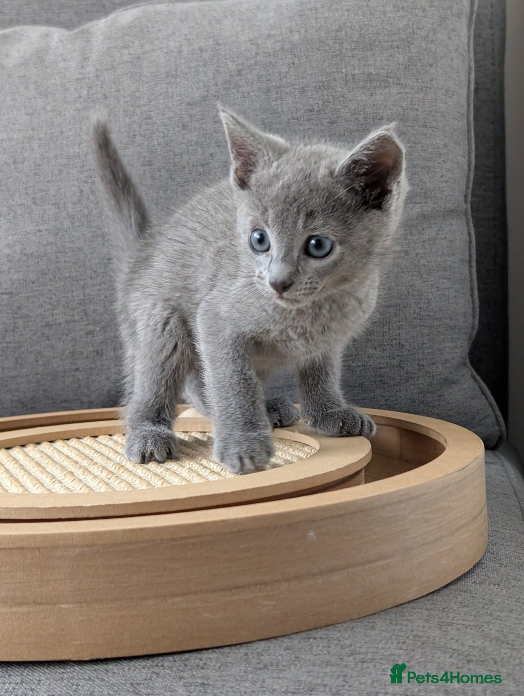 Russian Blue cats for sale: Russian blue babies looking for FOREVER homes - Image 22
