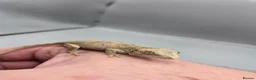 Gecko reptiles for sale: Orange blotch gargoyle gecko  - Advert 5