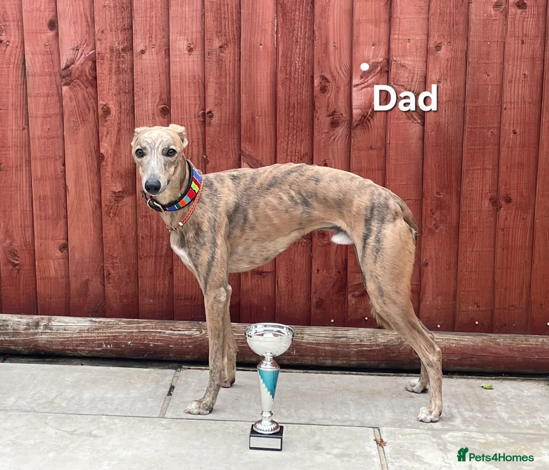 Whippet dogs for sale: KC Whippet Puppies: Champion Bloodlines - Advert 15