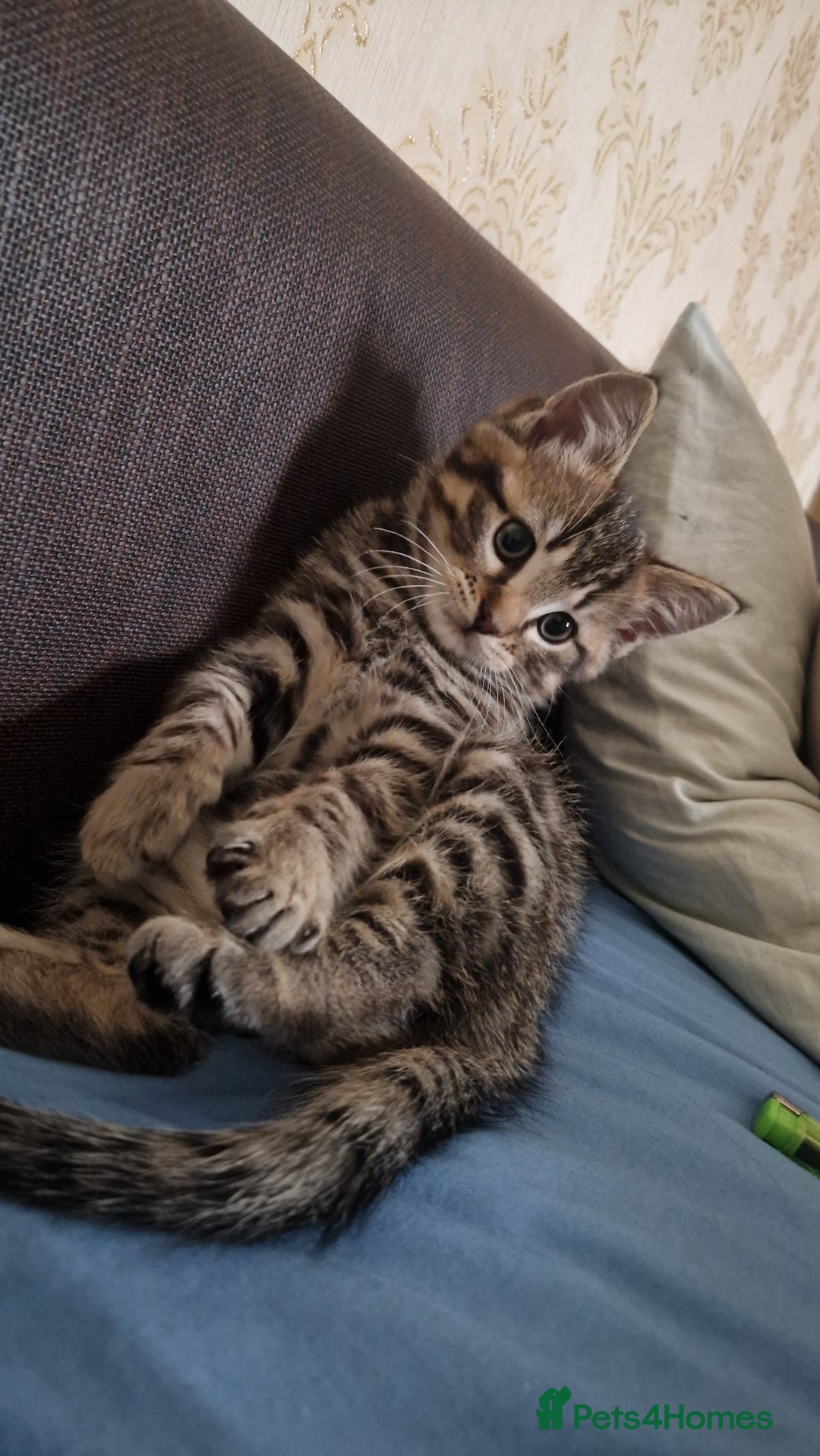 Mixed Breed cats for sale: MUFASA ragdoll/tabby male 11 weeks old - Image 5