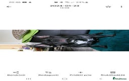 French Bulldog dogs for sale: French bulldog  - Image 3