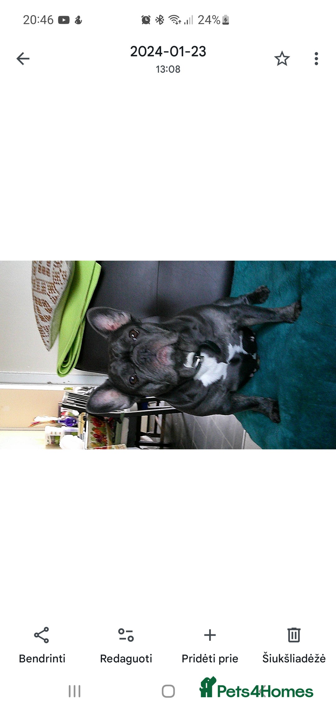 French Bulldog dogs for sale: French bulldog  - Image 3