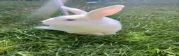 English Lop rabbits for sale: Rabbit - Advert 13